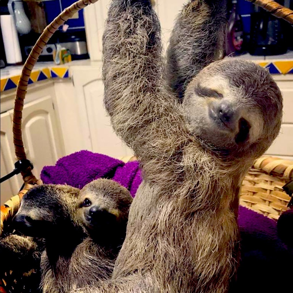 Meet your Posher, Heidi